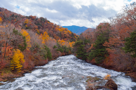 Stream river in autumn forest, beautiful nature of tree in fallen leaves.の写真素材