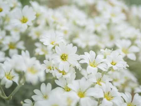 White flowers blooming close up.の写真素材