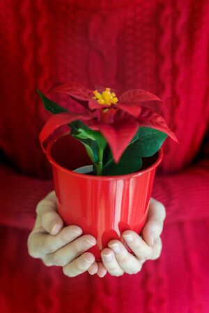 Woman hands hold christmas poinsettia flower in vase.の写真素材