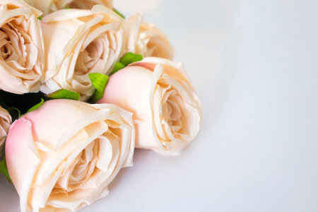 Sweet color rose on white background and copy space.の写真素材