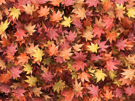 Autumn multicolored maple leaves background.の写真素材