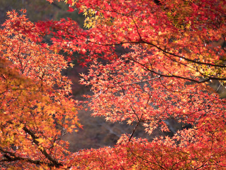 Beautiful maple tree branches in autumn.の写真素材