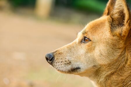 Close-up of the side of a mixed breed dog looking at something.の写真素材