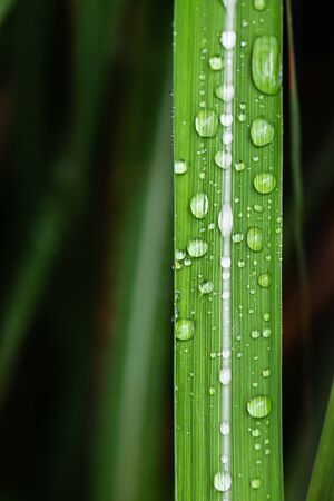 Many water droplets lie on long leaves after the rain, with a dark green natural background for copy space.の写真素材