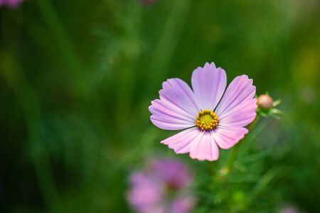 A close up shot of a pink and white daisy. The background is a blurred green garden for copy space.の写真素材