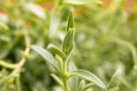 a detailed furry green succulant plant close up with shallow depth of field in natural lightの写真素材