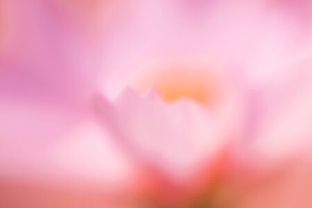 a soft purposefully out of focus shot of a pink cosmos flower backgroundの写真素材
