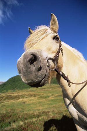 Horse standing outdoors in scenic location (fisheye)の写真素材