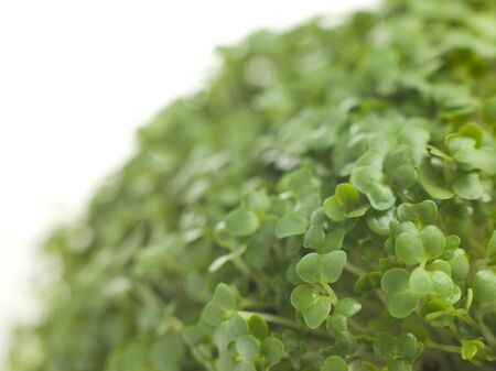 Cress growingの写真素材