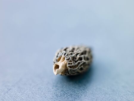 Single morel mushroomsの写真素材