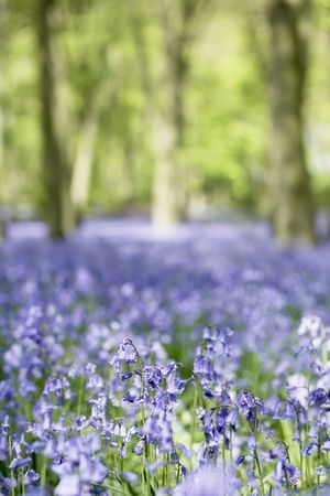 Bluebells Growing In Woodlandの写真素材