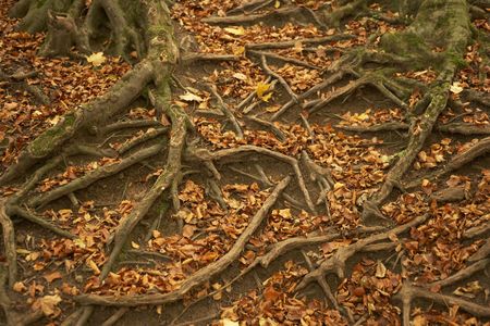 Tree Roots Protruding Through Autumn Leavesの写真素材