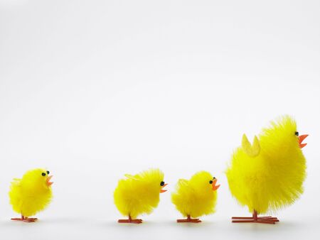 Family Of Easter Chicksの写真素材