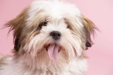 Close Up Of Lhasa Apso Dogの写真素材