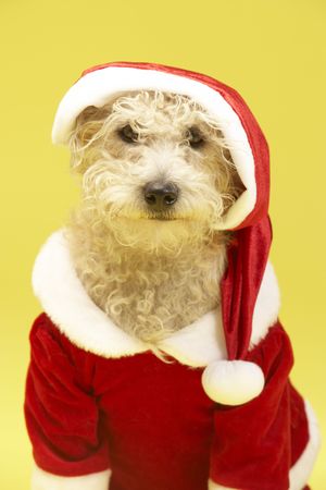 Small Dog In Santa Costumeの写真素材