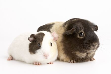 Two Guinea Pigs Against White Backgroundの写真素材