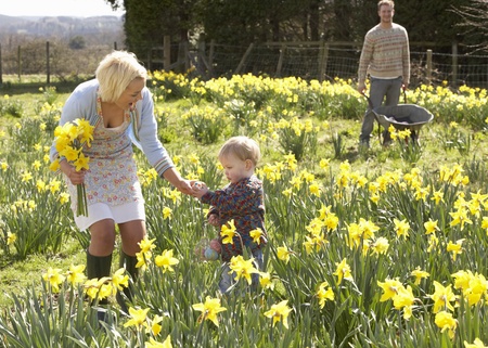 Young Family Walking Amongst Spring Daffodilsの写真素材