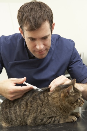 Male Veterinary Surgeon Examining Cat In Surgeryの写真素材
