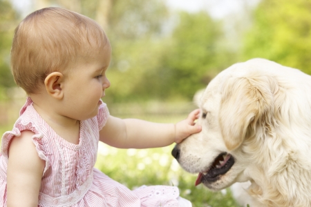 Baby Girl In Summer Dress Sitting In Field Petting Family Dogの写真素材