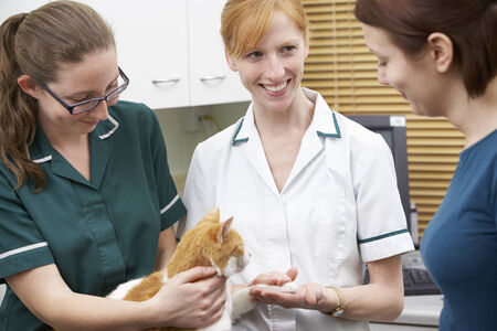 Female Vet Examining Cat In Surgery