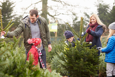 Outdoor Family Choosing Christmas Tree Togetherの写真素材