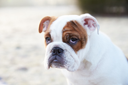 English Bulldog Puppy In Frosty Landscapeの写真素材