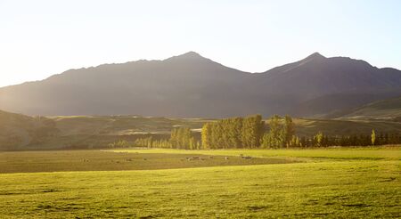 Sheep Grazing Near Queenstown In New Zealand's South Islandの写真素材
