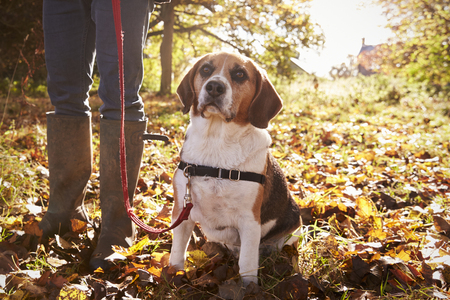 Close Up Of Dog Being Taken For Walk In Autumn Woodlandの写真素材