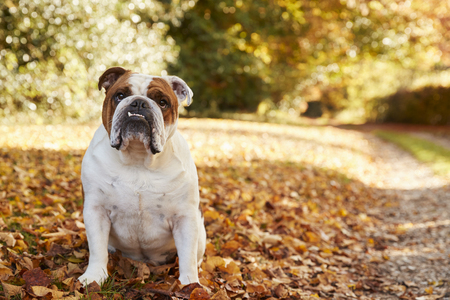 British Bulldog Sitting By Path In Autumn Landscapeの写真素材