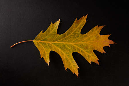 Yellow Autumn leaf isolated on a black background, horizontal