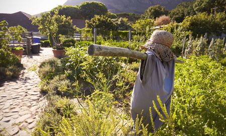 Scarecrow Amongst Produce Being Grown On Community Allotmentの写真素材