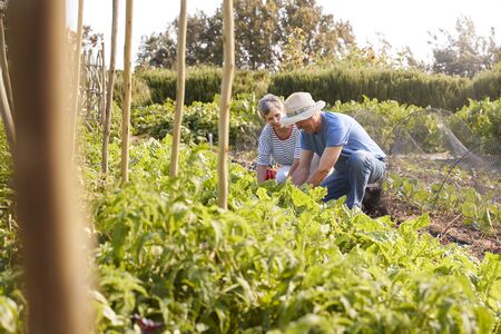 Mature Couple Harvesting Beetroot On Community Allotmentの写真素材
