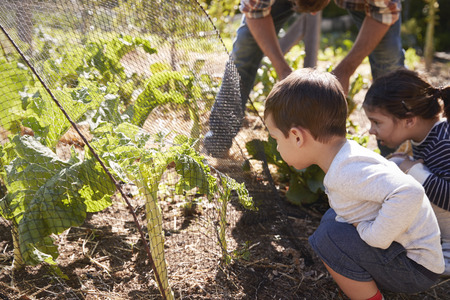 Father And Children Looking At Crops Growing On Allotmentの写真素材