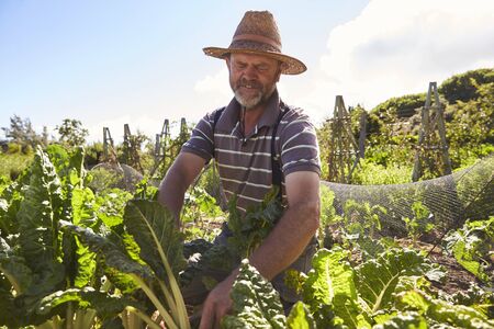Mature Man Working On Community Allotmentの写真素材