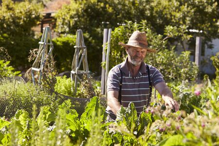 Mature Man Working On Community Allotmentの写真素材