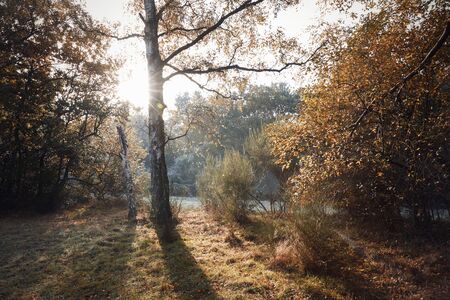 Burnham Beeches, UK - 7 November 2016: Frosty Autumn Landscape At Burnham Beeches In Buckinghamshire