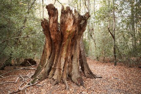Burnham Beeches, UK - 7 November 2016: Dead Tree Trunk In Woods At Burnham Beeches In...