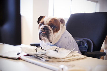 British Bulldog Dressed As Businessman Works At Desk On Computerの写真素材