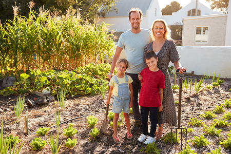Portrait Of Children Helping Parents To Look After Vegetables On Allotmentの写真素材