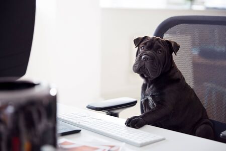 Humorous Shot Of French Sharpei Puppy Sitting In Chair At Desk Looking At Computerの写真素材