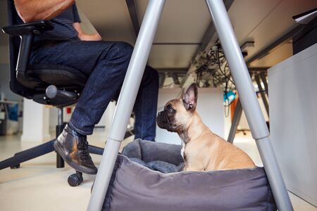 French Bulldog Puppy Sitting On Bed Under Desk In Office Whilst Owner Worksの写真素材