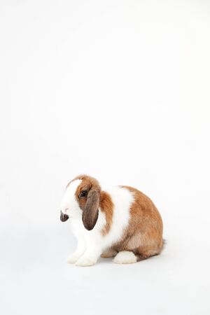Studio Portrait Of Miniature Brown And White Flop Eared Rabbit Sitting On White Backgroundの写真素材