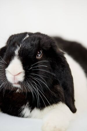Close Up Of Miniature Black And White Flop Eared Rabbit Lying On White Backgroundの写真素材