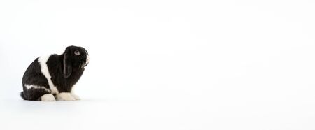 Studio Portrait Of Miniature Black And White Flop Eared Rabbit Sitting On White Backgroundの写真素材