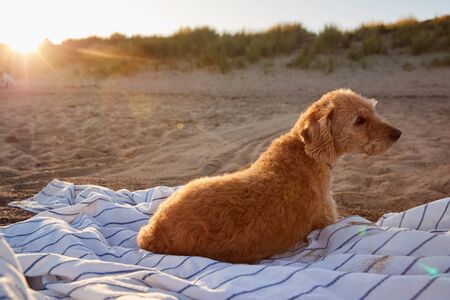 Pet Dog Lying On Beach Blanket As Sun Sets And Flares Behindの写真素材