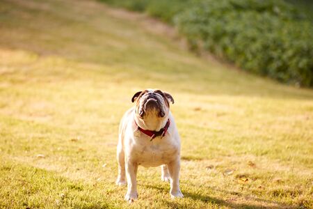 Pet Bulldog Playing On Grass Lawn In Evening Lightの写真素材