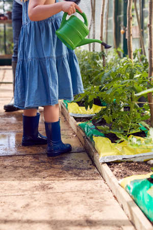 Close Up Of Daughter Helping Father To Water Tomato Plants In Greenhouse At Homeの写真素材