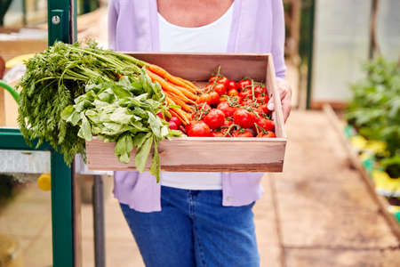 Close Up Of Senior Woman Holding Box Of Home Grown Vegetables In Greenhouseの写真素材