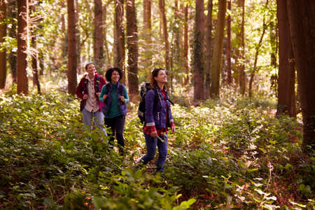 Group Of Young Female Friends On Camping Holiday Hiking Through Woods And Enjoying Nature Togetherの写真素材