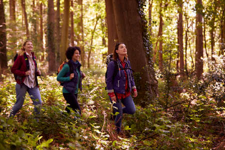 Group Of Young Female Friends On Camping Holiday Hiking Through Woods And Enjoying Nature Togetherの写真素材